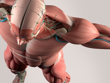 Curso Híbrido de Ultrassonografia Musculo esquelética dos Membros Superiores